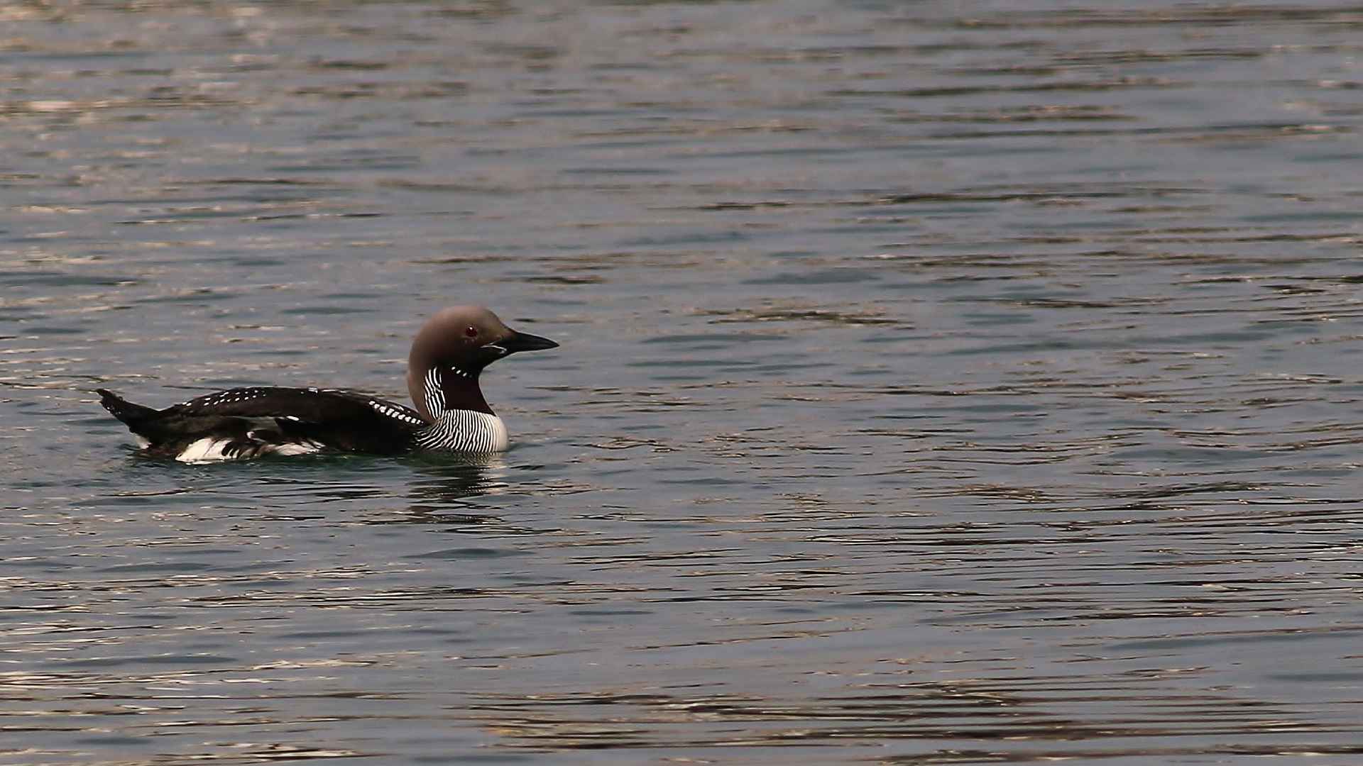 Arctic Loon